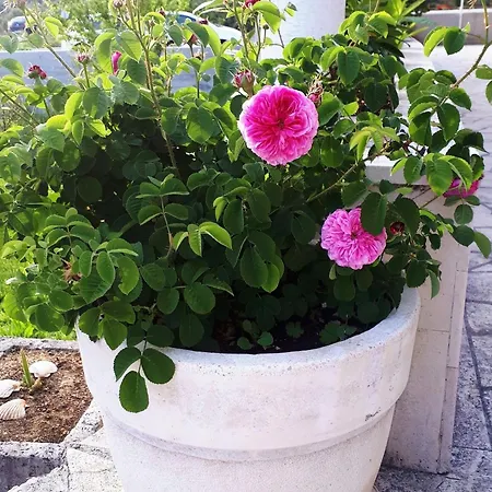 Lina - Two Bedroom With Terrace A1 *